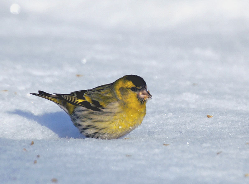 雪上の雄のマヒワ
