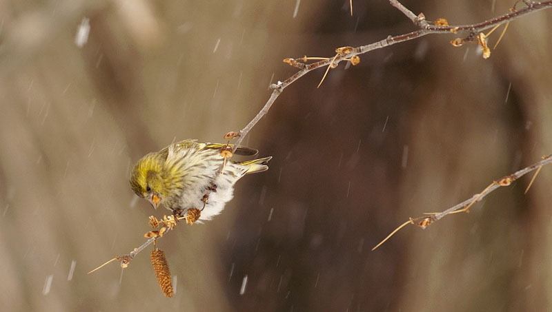 小雪のなか白樺の実を啄むマヒワの雌