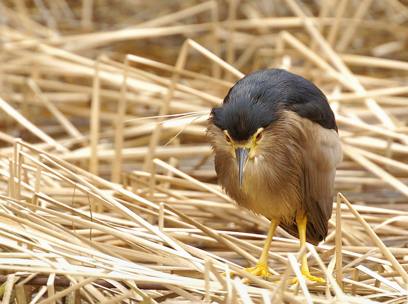 ガマの原にいたゴイサギの幼鳥