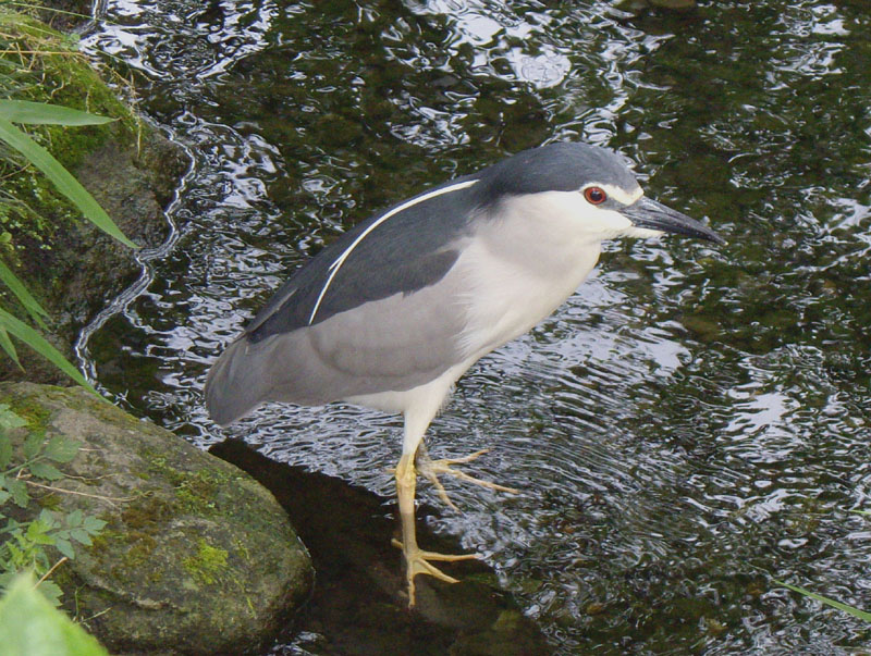 ゴイサギの成鳥