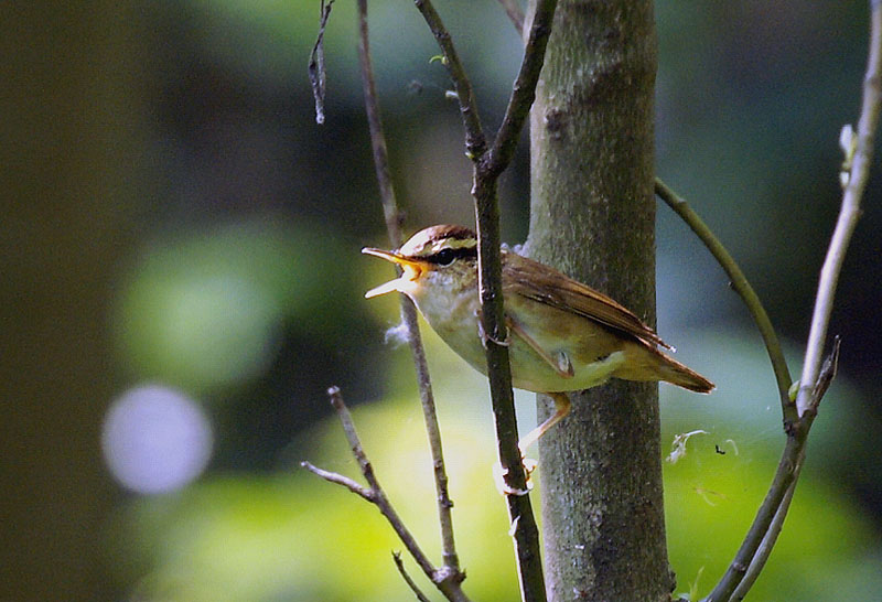鳴き止まないヤブサメ