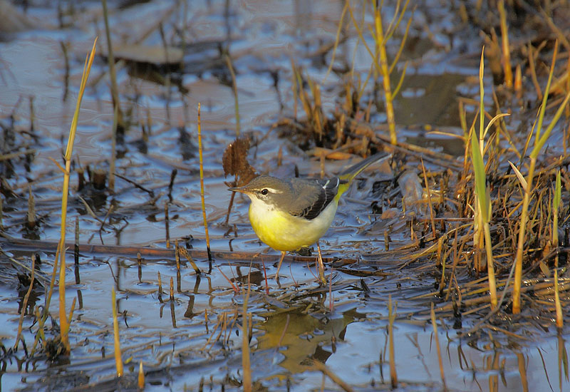 水辺の鳥キセキレイ