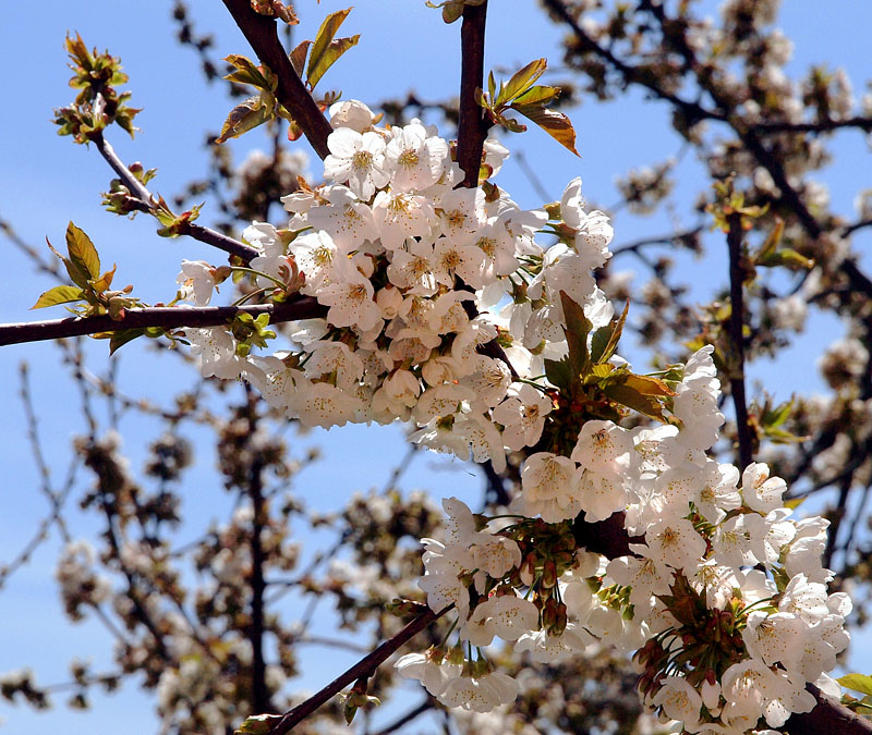桜と変わらないサクランボの花