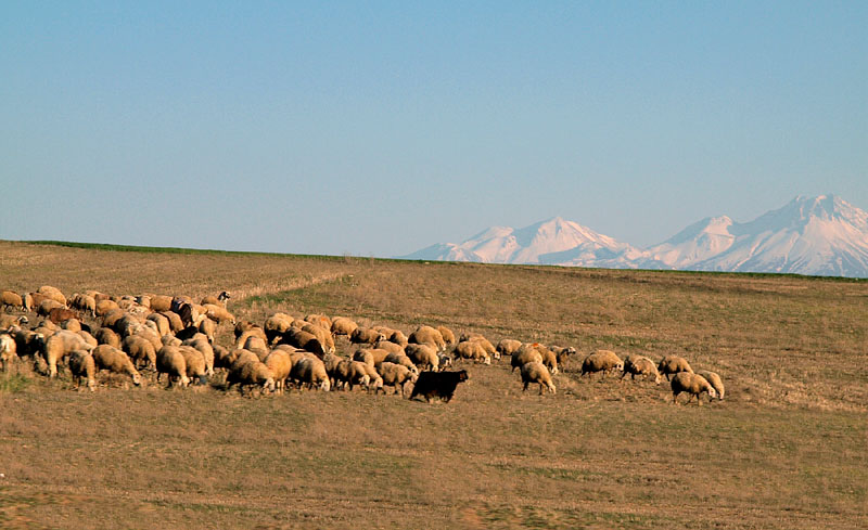 雪山をバックに餌を喰む高原の羊たち　18:00