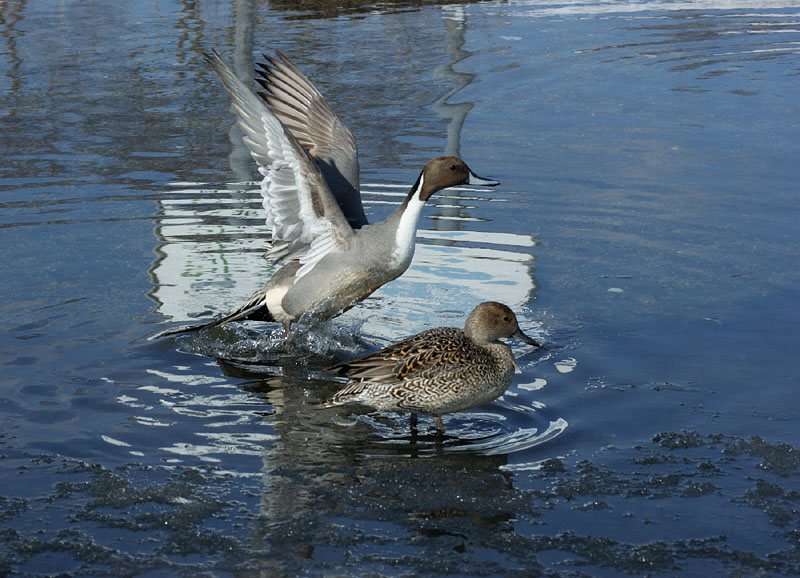 ウトナイ湖のオナガガモ
