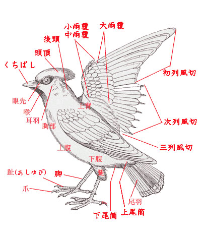 鳥類の部位の名称