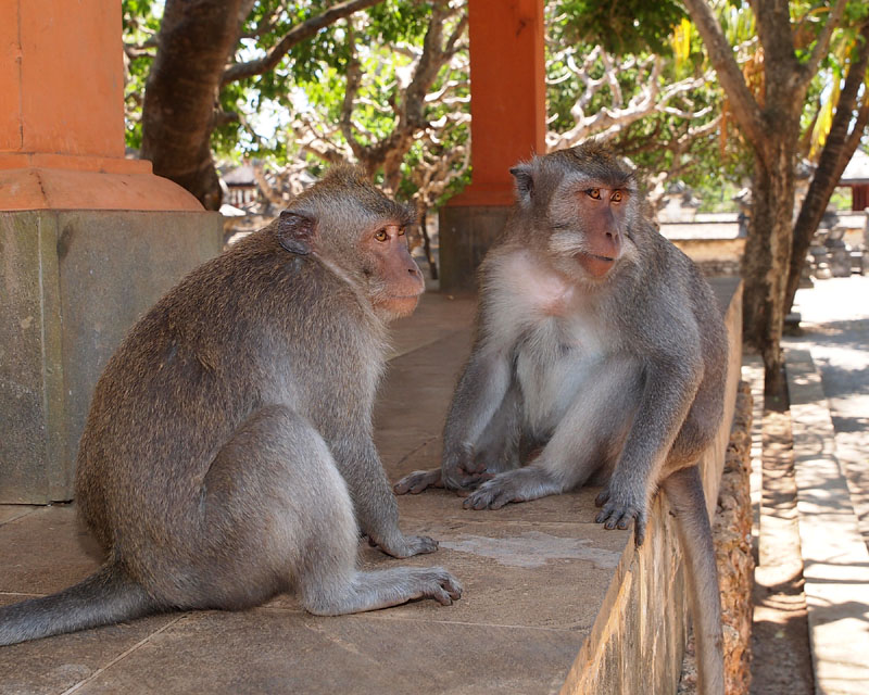 ウルワツ寺院のサル