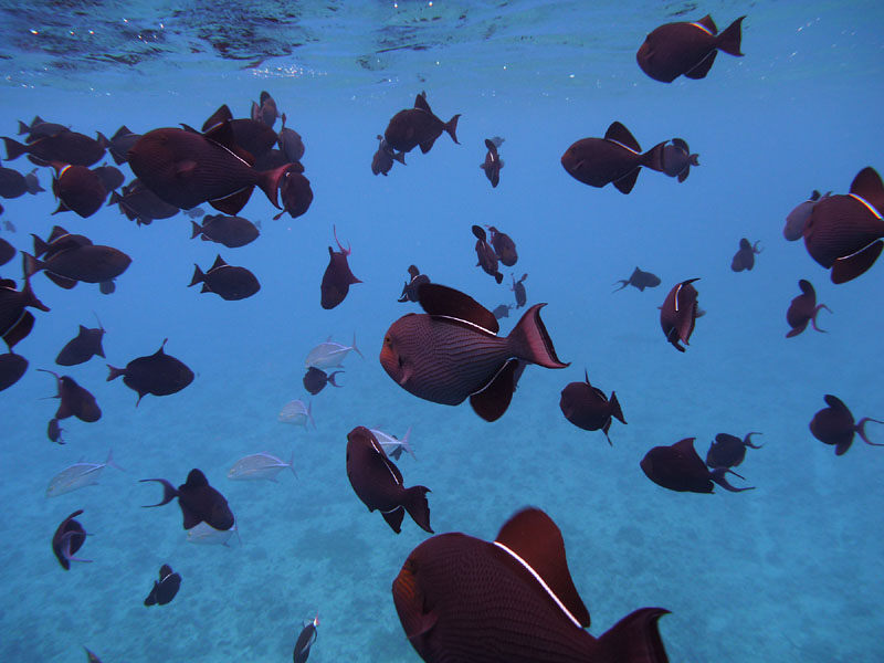 熱帯魚（カワハギの仲間）の群れの中を泳ぐ