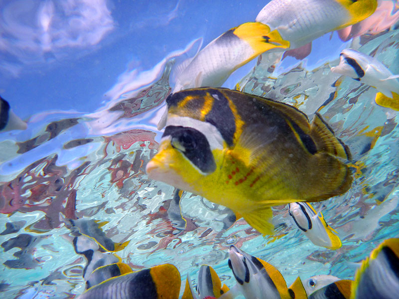 熱帯魚で彩られた海面の裏の文様