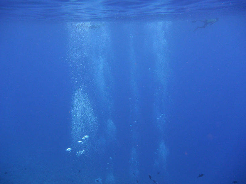 シュノーケリングで海中散歩