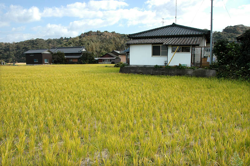 田んぼの中の公民館