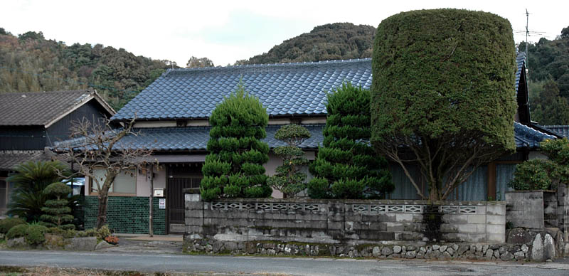 庭木を臼の形に刈り込んだ近くの民家