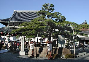 二代目大石なごりの松