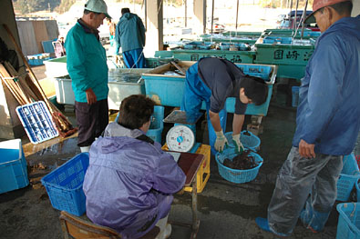 伊勢海老の検量(鳥羽磯部漁協国崎支所)