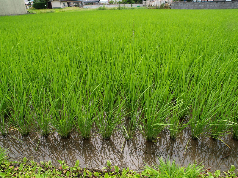 稲がすくすくと成長する島立堀米の青田