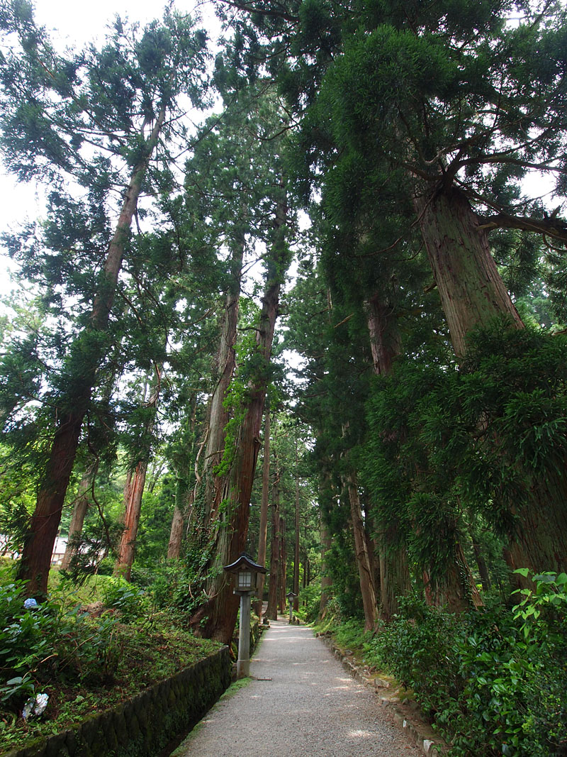 羽黒山頂の杉並木