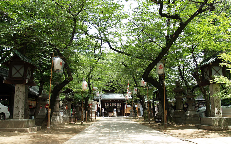 拝殿に向かう桜並木の参道