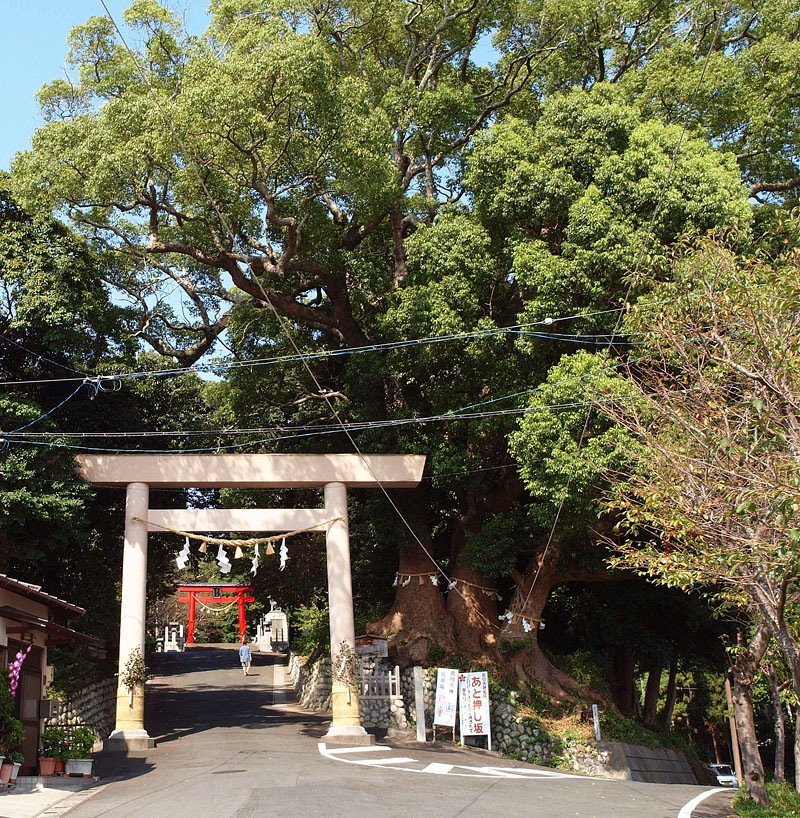 かつての巨大な三本楠の神木 撮影:2009.9.26