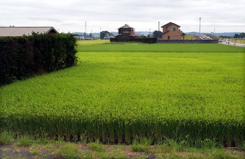 頭を垂れる稲穂 / 磐田市郊外 214.08.27 09:45