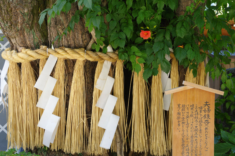 夫婦銀杏（めおとぎなん）/櫛田神社