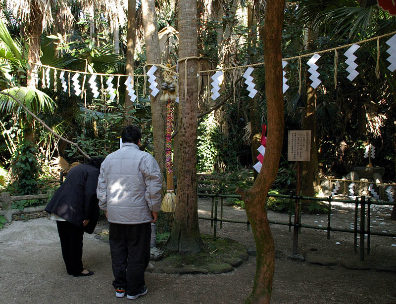愛の木・夫婦蒲葵