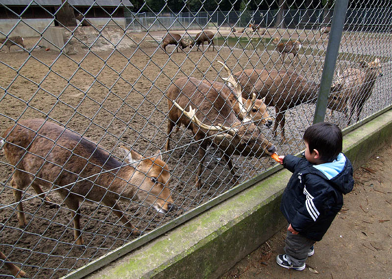 鹿に餌をやる幼児