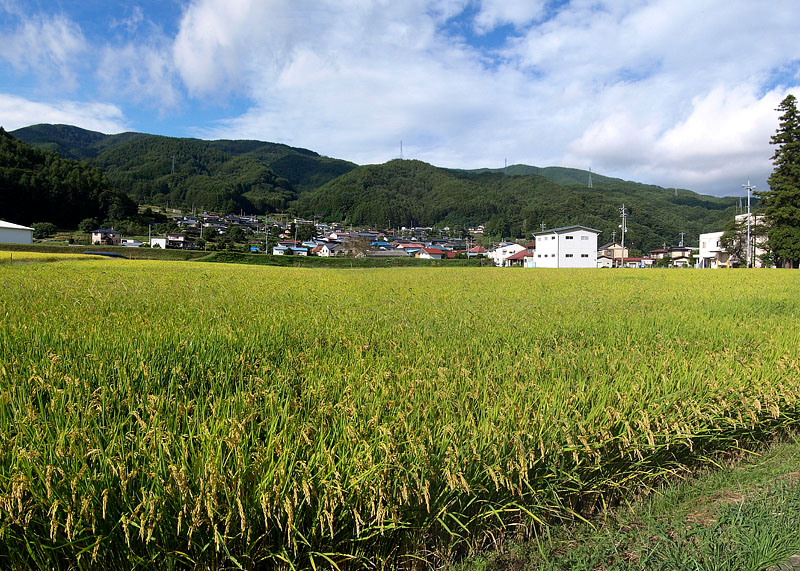 稔りの秋/諏訪大社上社前宮付近(長野県茅野市)