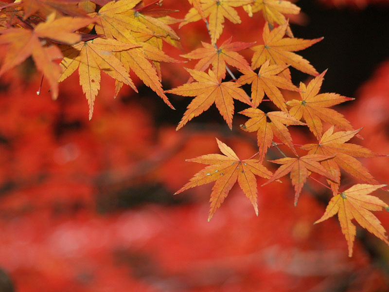 境内を彩る紅葉/二ノ宮八幡社参道