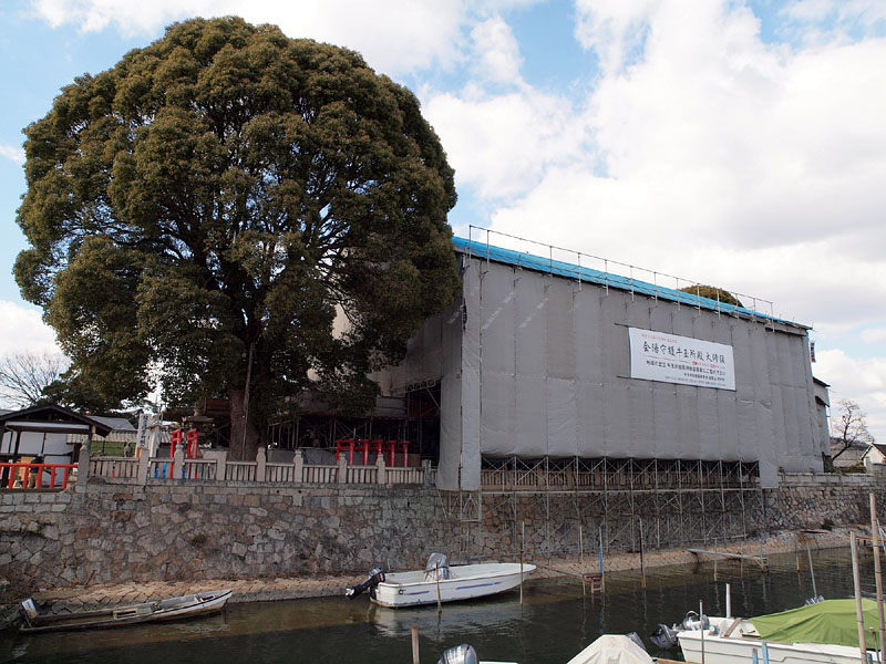 樹齢250年余の楠と修復中の牛玉所殿
