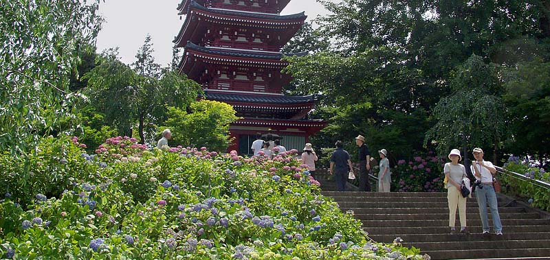 紫陽花と本土寺