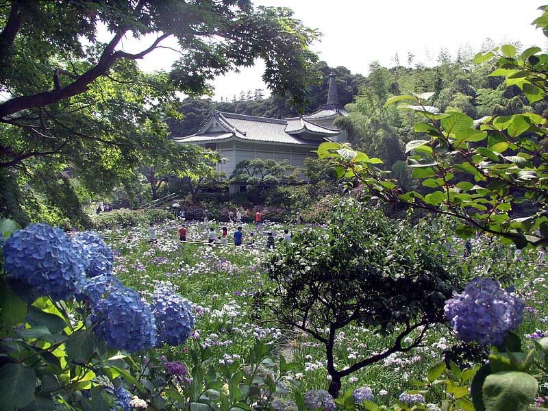 紫陽花と菖蒲池