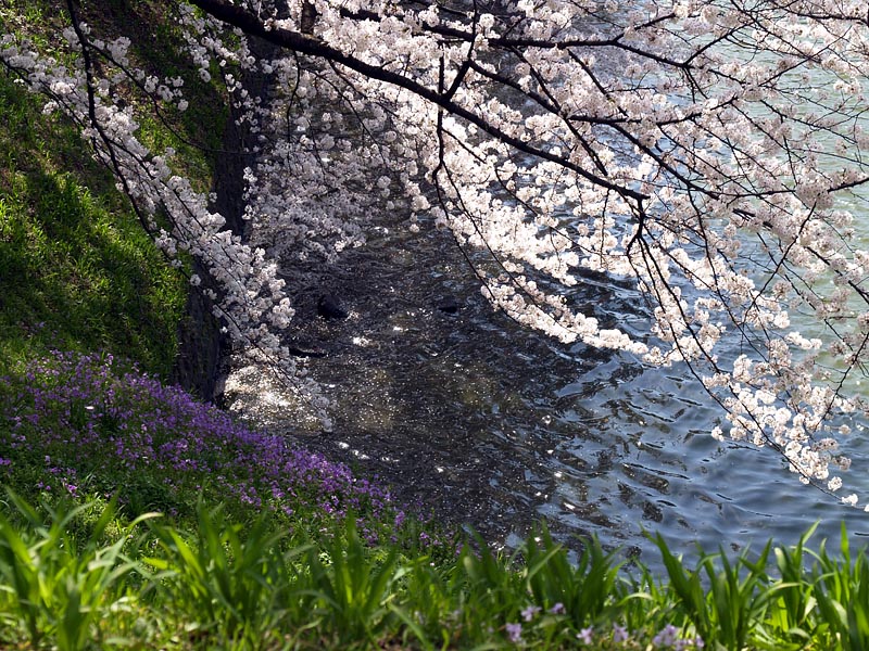 千鳥ヶ淵の散り桜