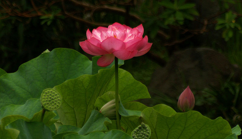 極楽の花
