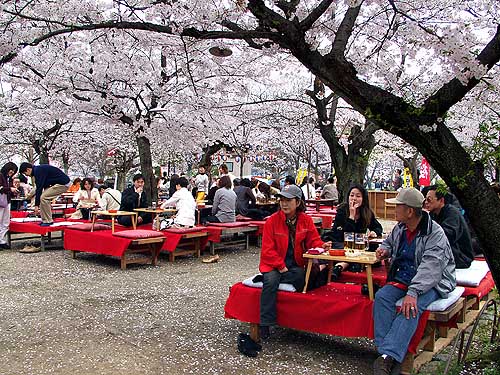 桜の下の宴