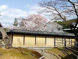 高台寺の桜