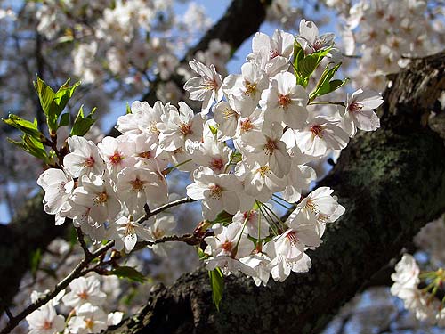 清水寺の桜