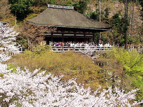 奥の院の桜
