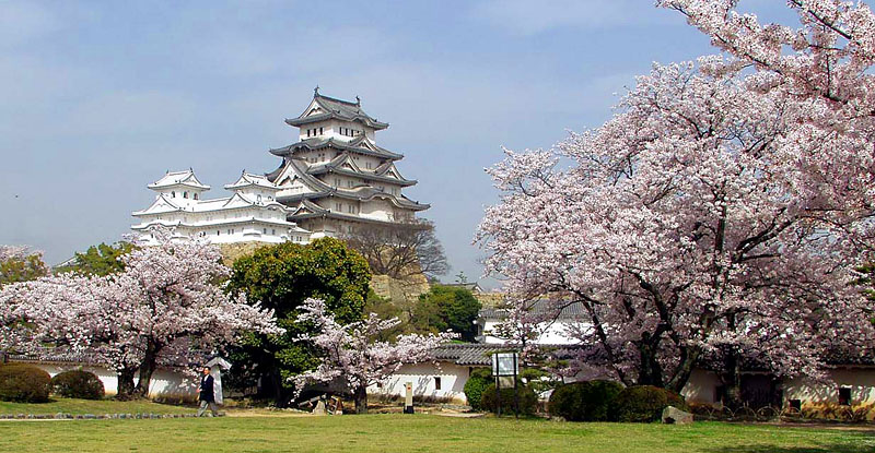 世界遺産の国宝・姫路城の桜