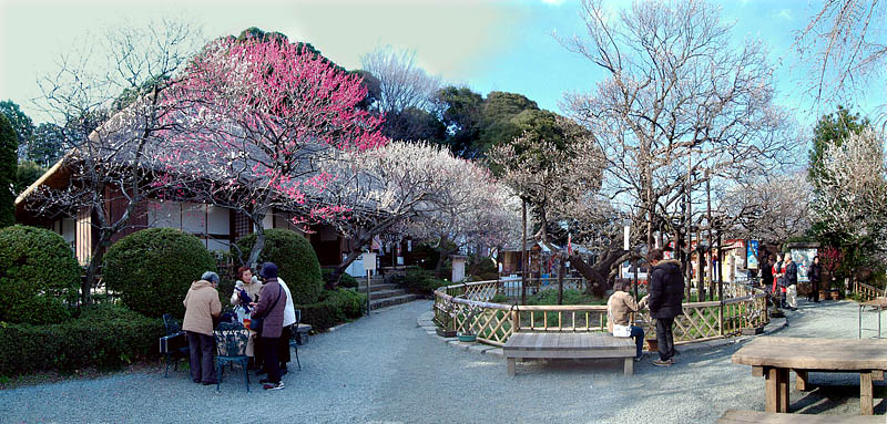 松連庵と寿昌梅