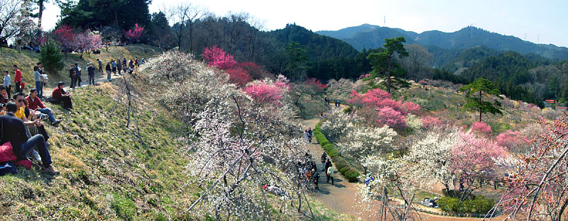 山全体が梅の公園
