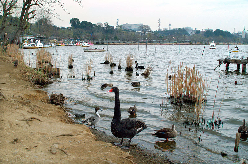水鳥の楽園・千波湖