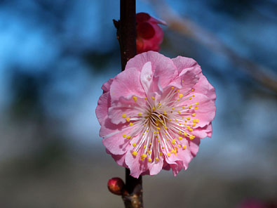 豪華な紅梅「黒田」