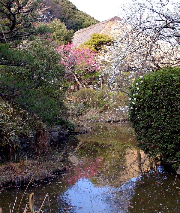 心字池の梅の花