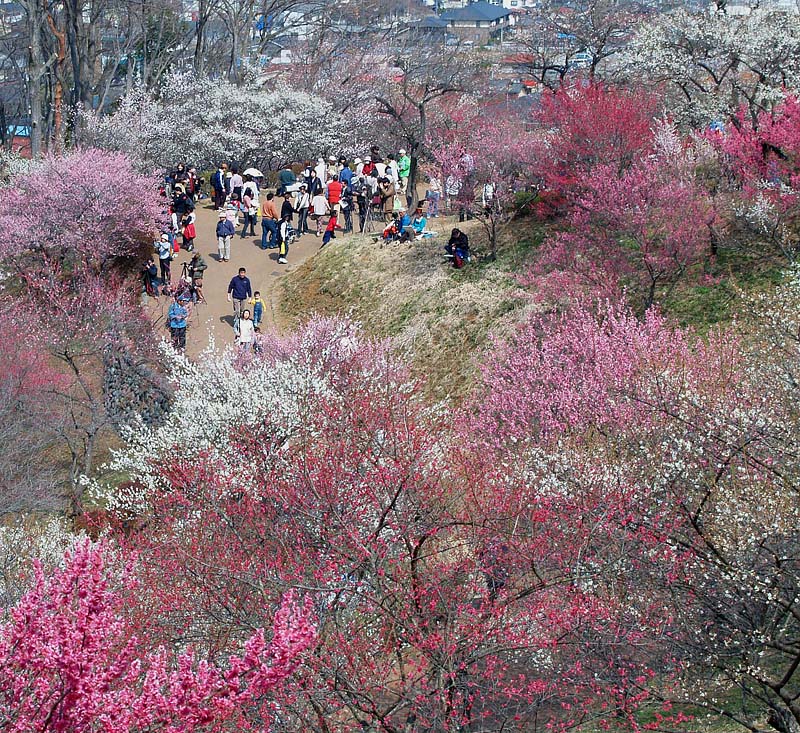 満開の東口付近