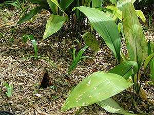竹の庭の筍