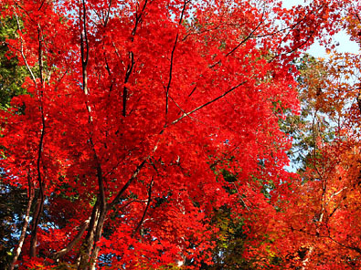 真っ赤な楓の木