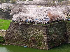巨大な城壁と桜 C