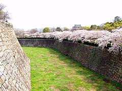 巨大な城壁と桜 D