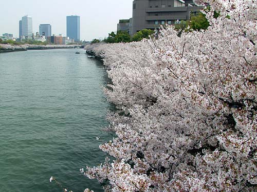 桜の並木