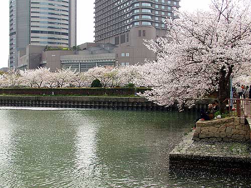 桜吹雪の水の広場